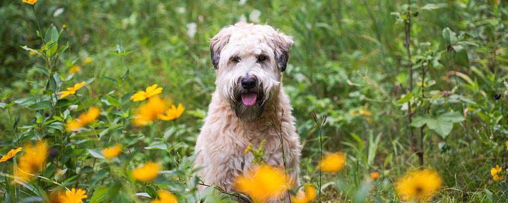 Hund sitter bland vilda blommor i ett grönområde