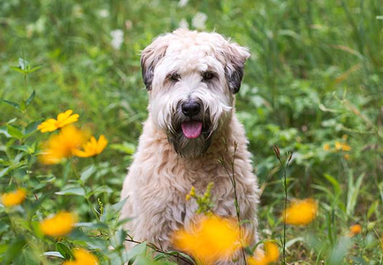 Hund sitter bland vilda blommor i ett grönområde
