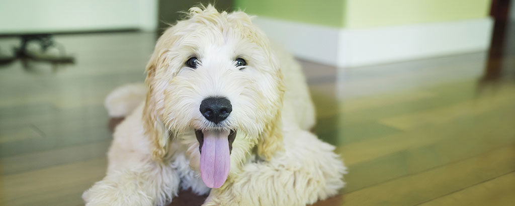 En hund av rasen labradoodle ligger på ett trägolv inomhus