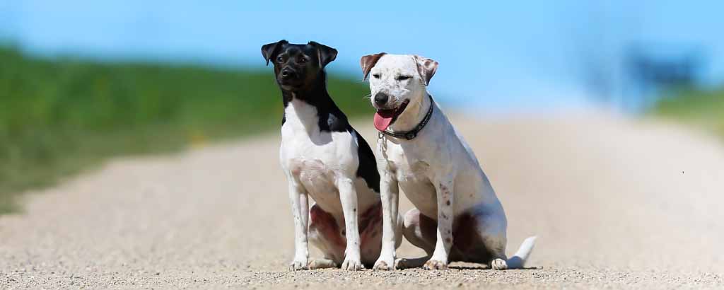 två hundar dansksvensk gårdshund sitter på en grusväg