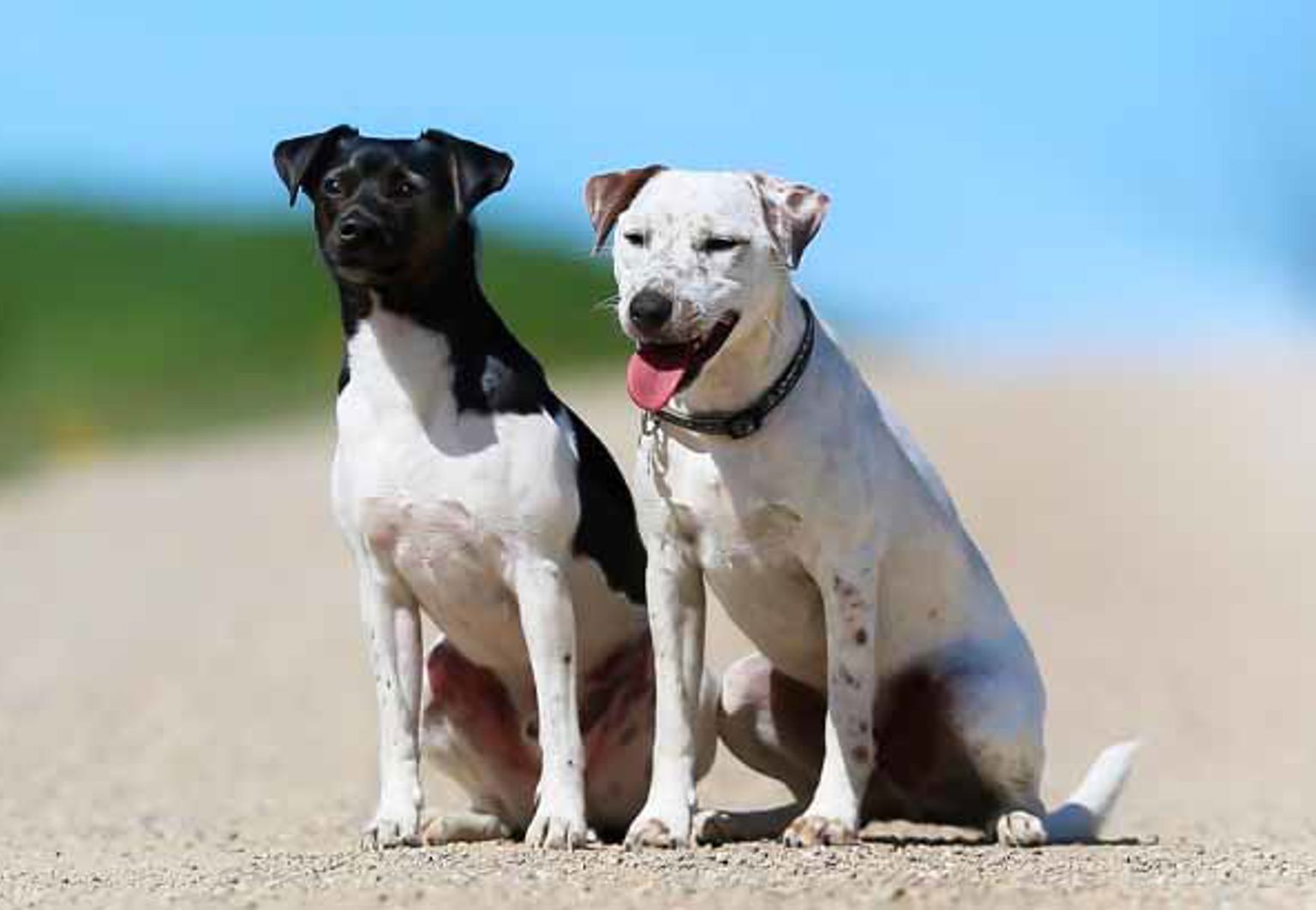 två hundar dansksvensk gårdshund sitter på en grusväg