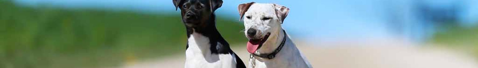 två hundar dansksvensk gårdshund sitter på en grusväg