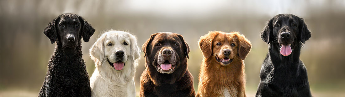 fem olika hundar sitter bredvid varandra