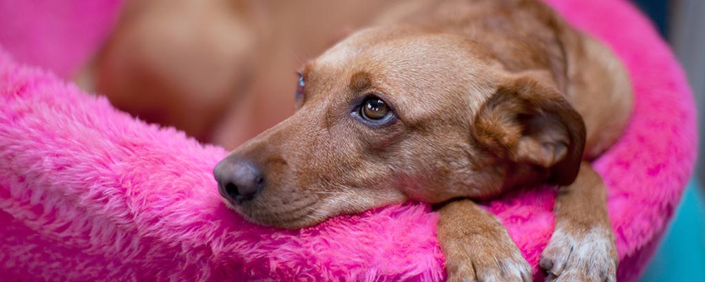Hund ligger i en mjuk knallrosa hundsäng