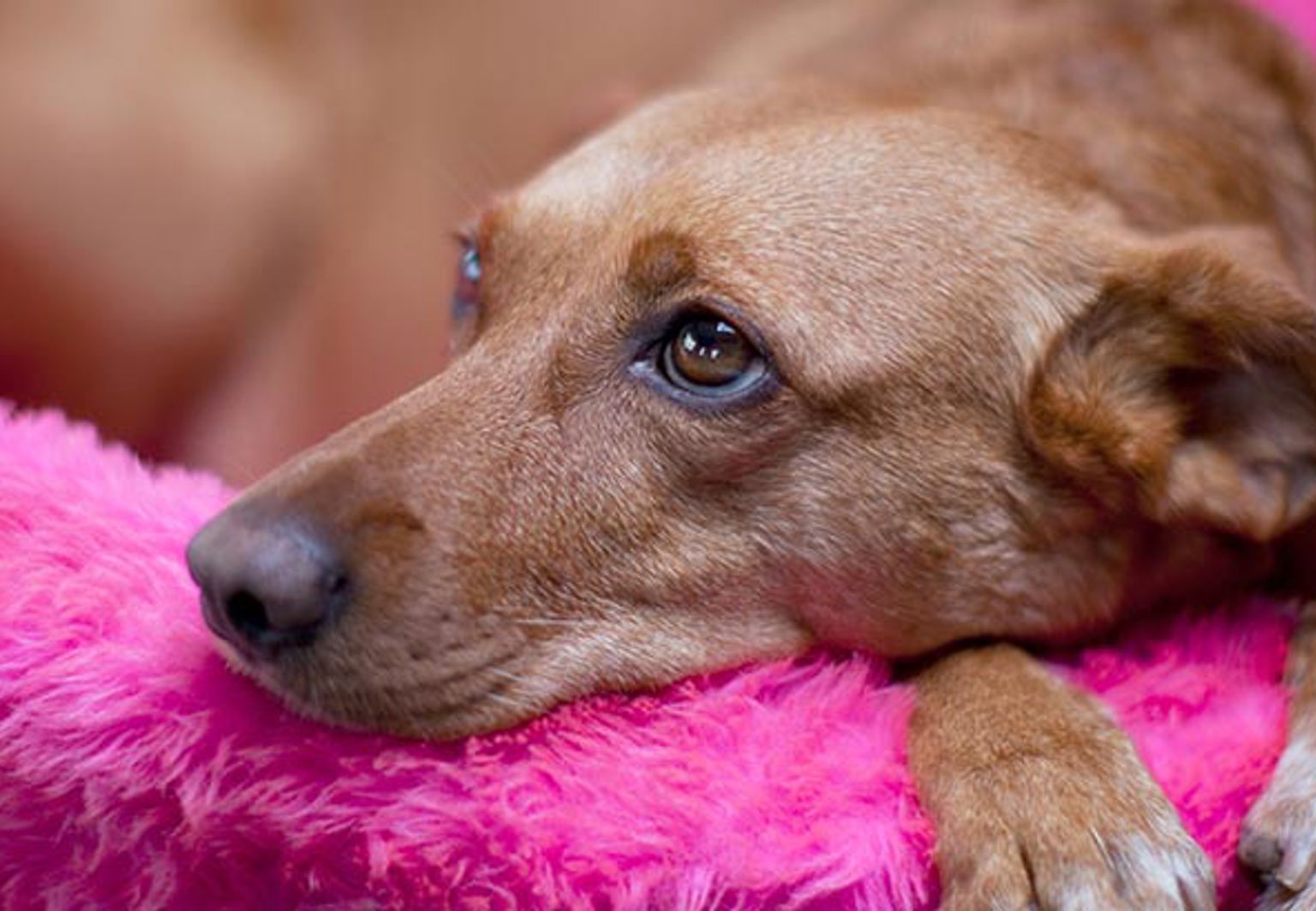Hund ligger i en mjuk knallrosa hundsäng