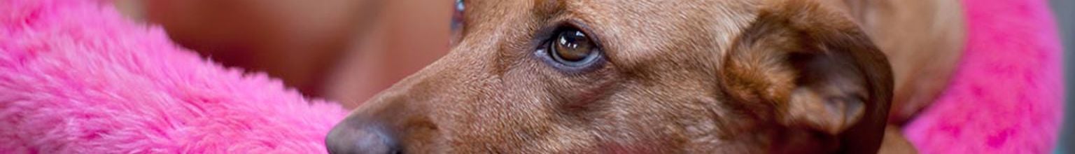 Hund ligger i en mjuk knallrosa hundsäng