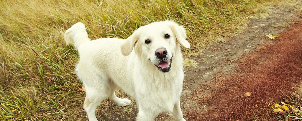 En glad hund går en promenad på en stig och tittar upp mot kameran