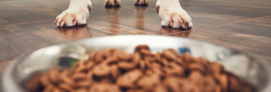Närbild på hundfoder i en hundskål