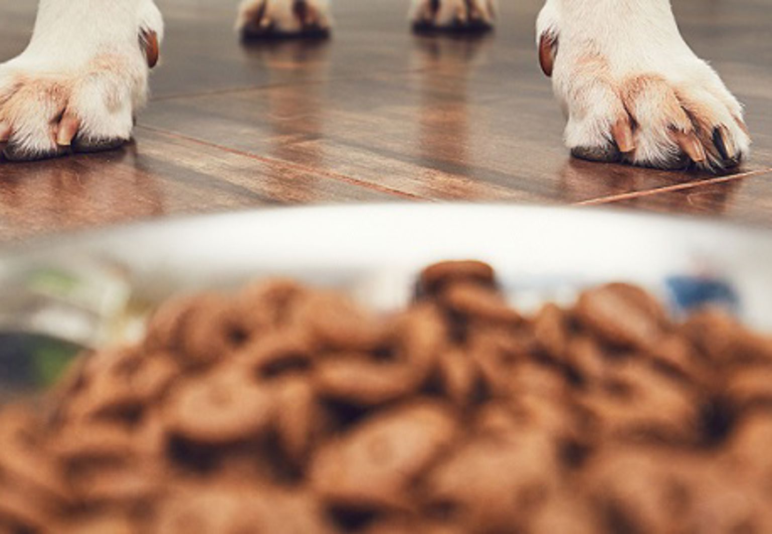 Närbild på hundfoder i en hundskål