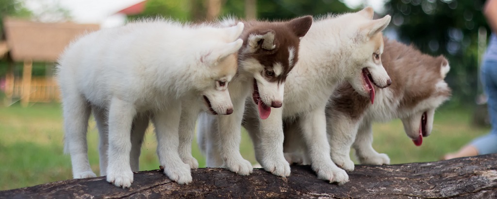 Flera hundar står och balanserar på en trästock.