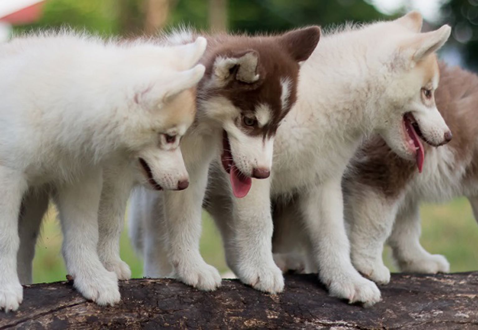 Flera hundar står och balanserar på en trästock.