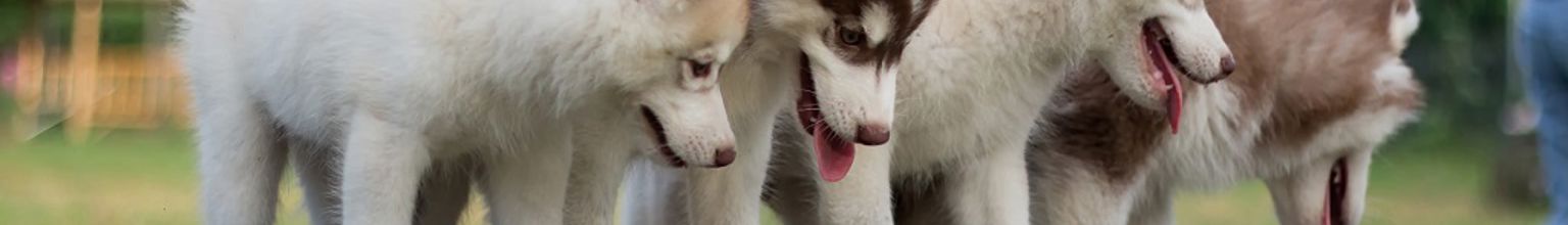 Flera hundar står och balanserar på en trästock.