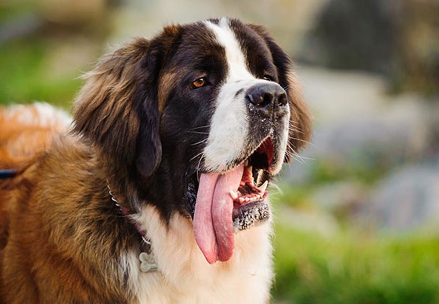 Sankt Bernhardshund står kopplad utomhus