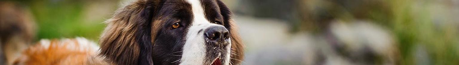 Sankt Bernhardshund står kopplad utomhus