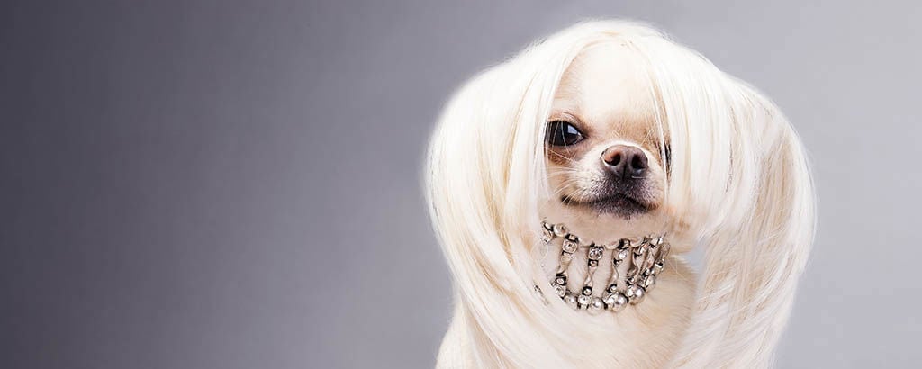 Söt liten vit hund med glittrande halsband