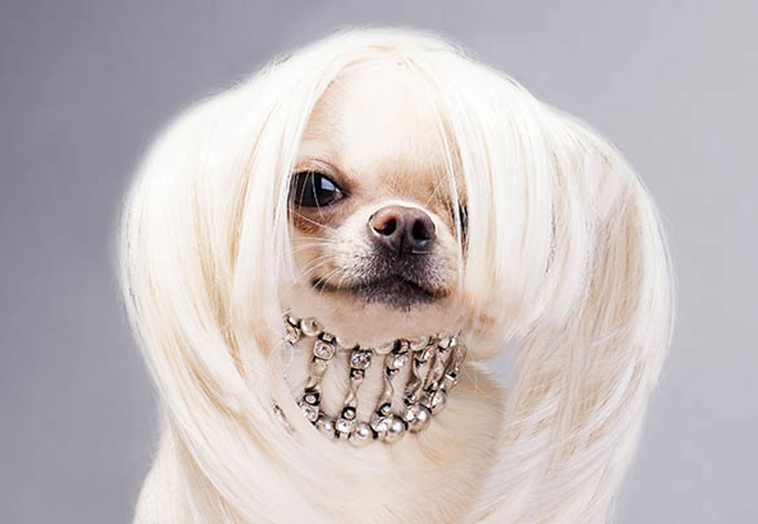 Söt liten vit hund med glittrande halsband