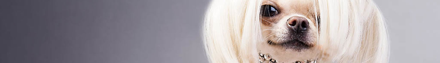 Söt liten vit hund med glittrande halsband