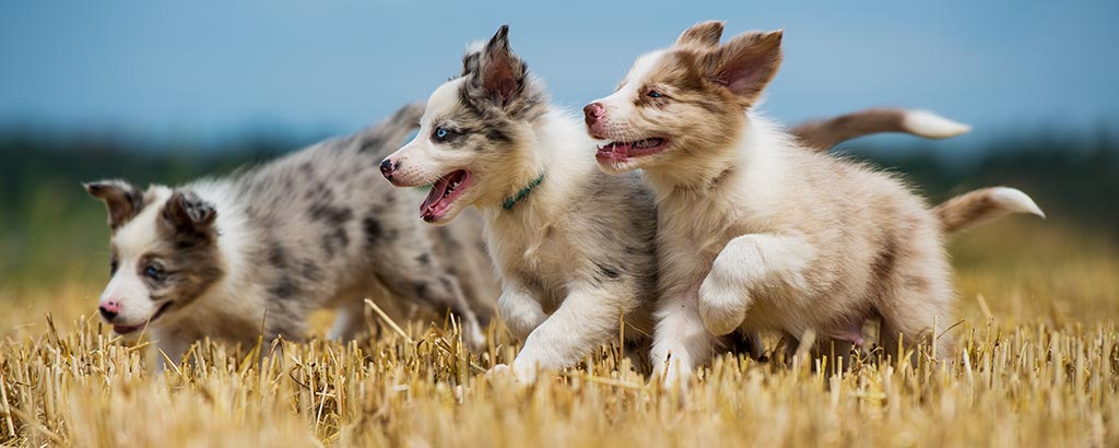 Tre hundar springer på ett nerklippt fält