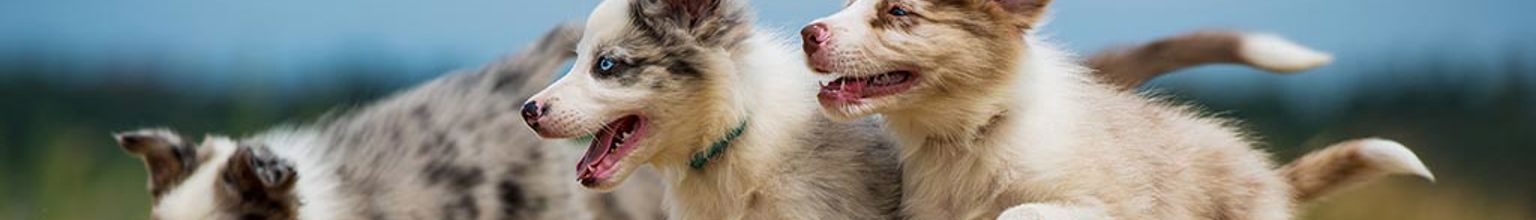 Tre hundar springer på ett nerklippt fält