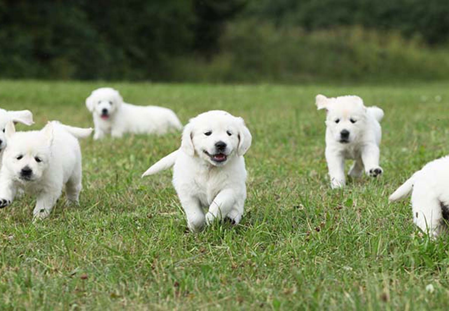 Sju vita och fluffiga hundar springer på en gräsmatta