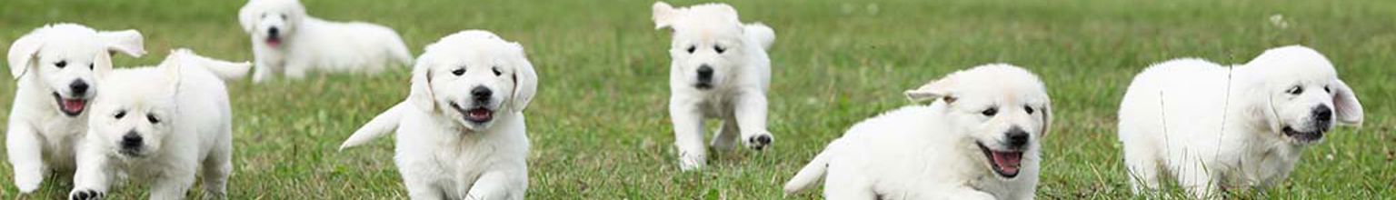 Sju vita och fluffiga hundar springer på en gräsmatta