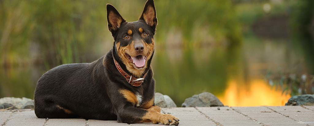 Hund ligger och vilar på en brygga
