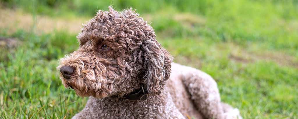 Krullhårig hund ligger i gräset