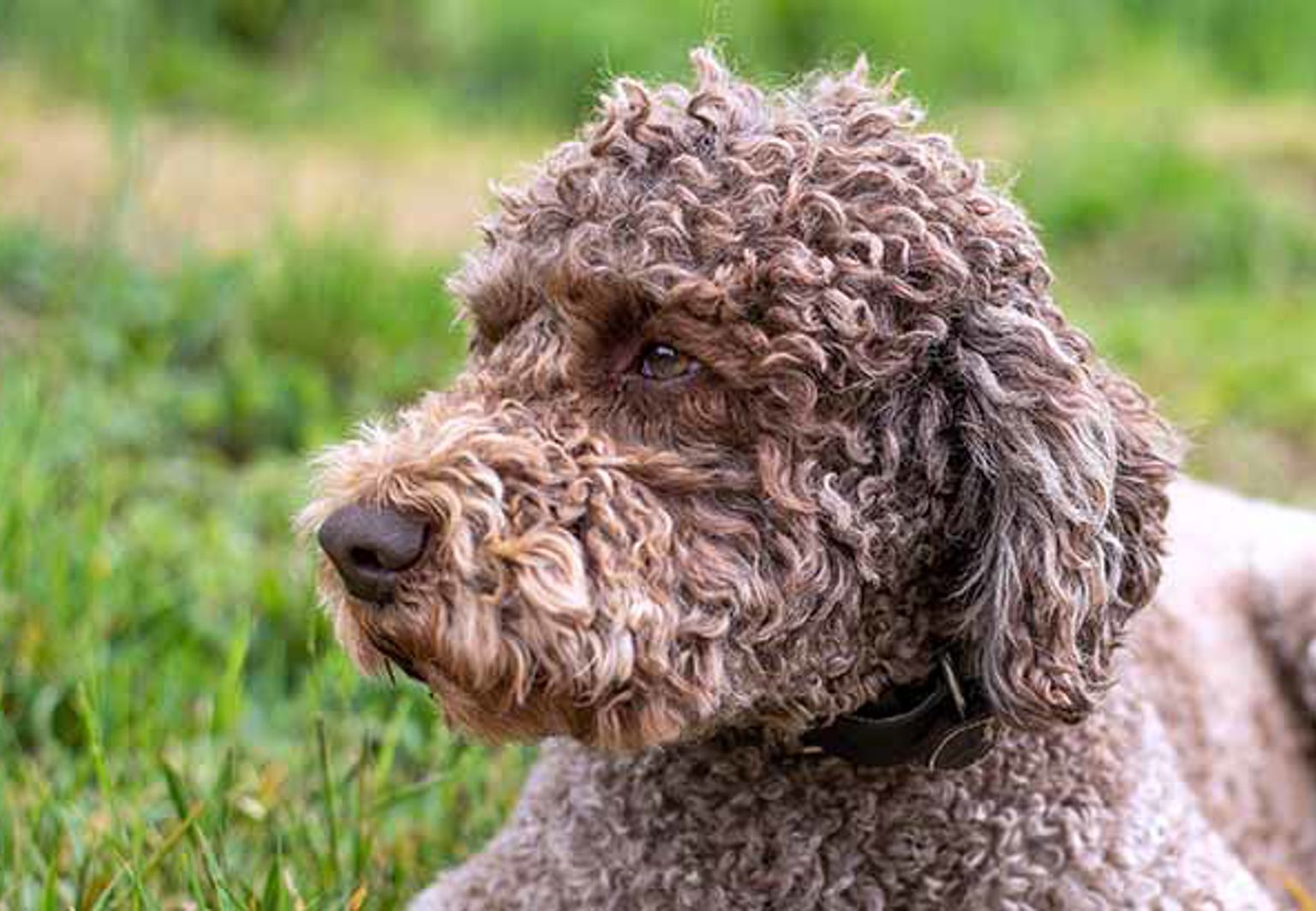 Krullhårig hund ligger i gräset