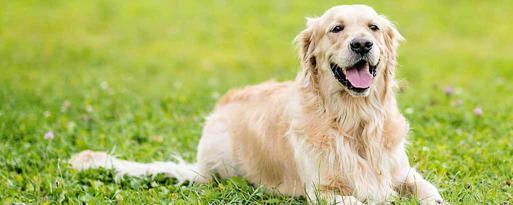 En glad golden retriever ligger på en gräsmatta