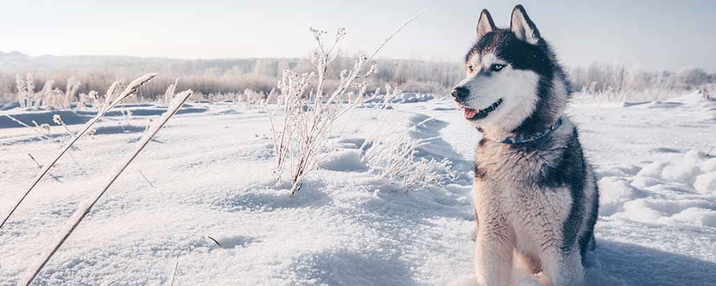 Hund sitter i ett snöigt vinterlandskap