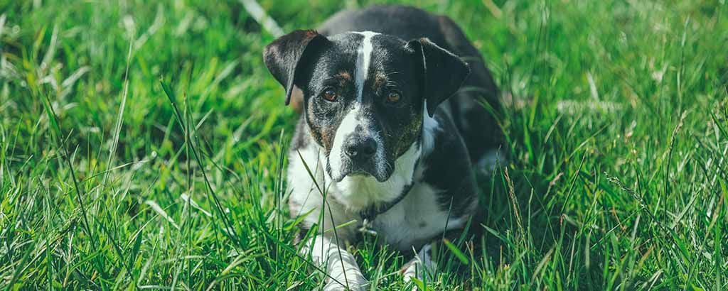 Hund ligger i högt gräs