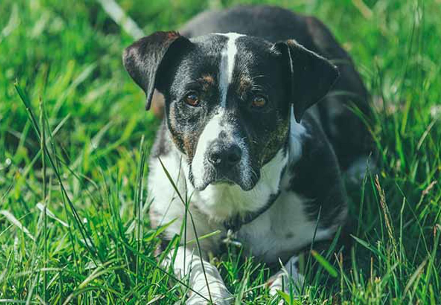 Hund ligger i högt gräs