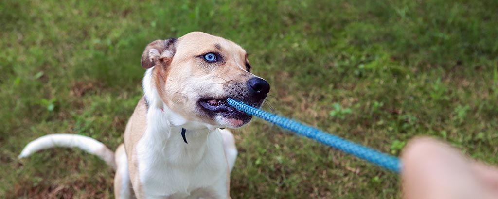 Hund leker dragkamp och biter i ett blått snöre