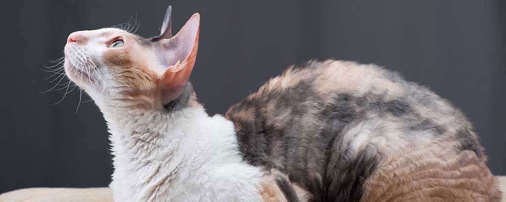 Katt ligger ner och tittar uppåt