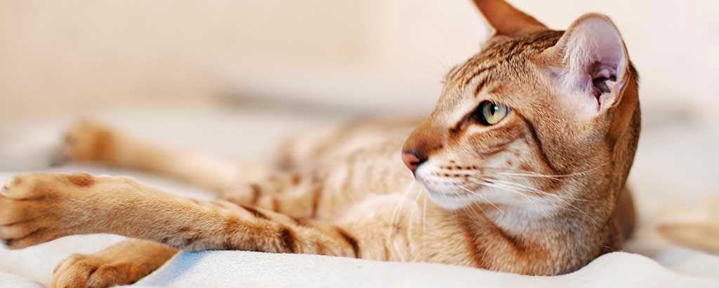 Katt ligger på mjukt underlag