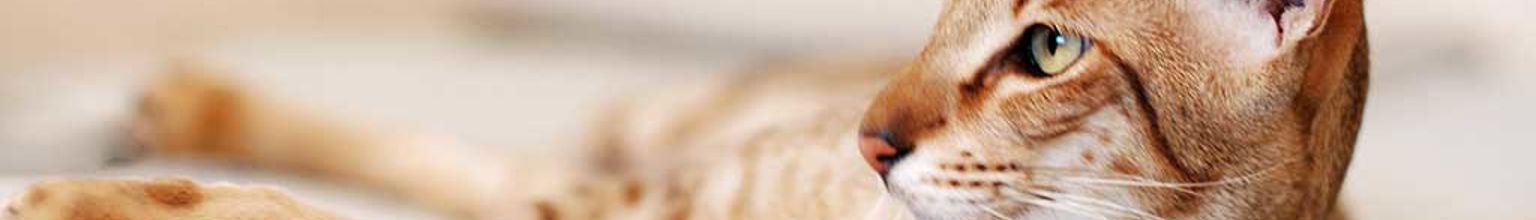 Katt ligger på mjukt underlag