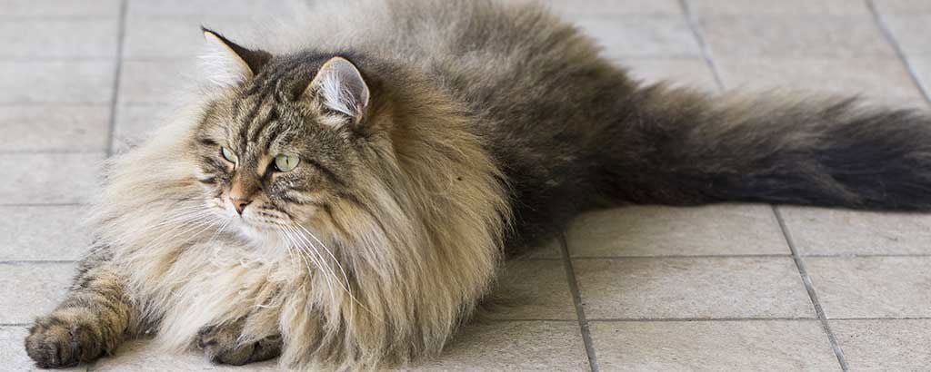 Sibirisk katt ligger avlång på köksgolvet