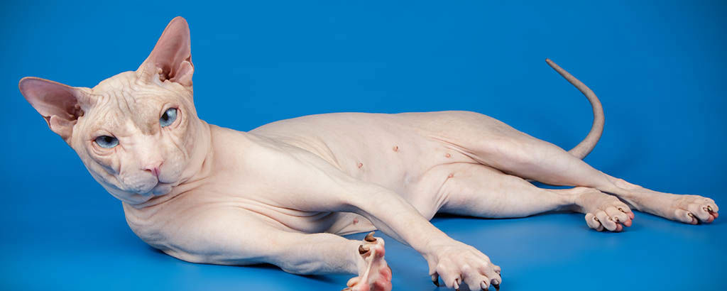 nakenkatt av rasen don sphynx