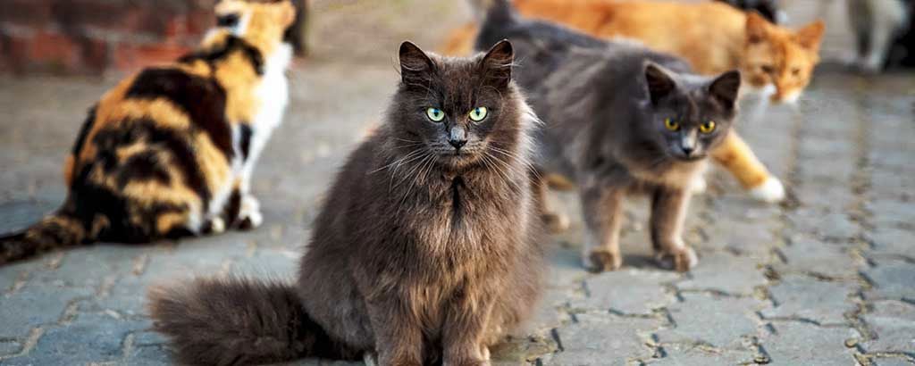 Fyra katter i olika färger utomhus på kullersten