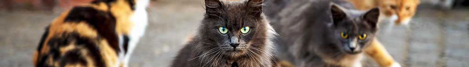 Fyra katter i olika färger utomhus på kullersten