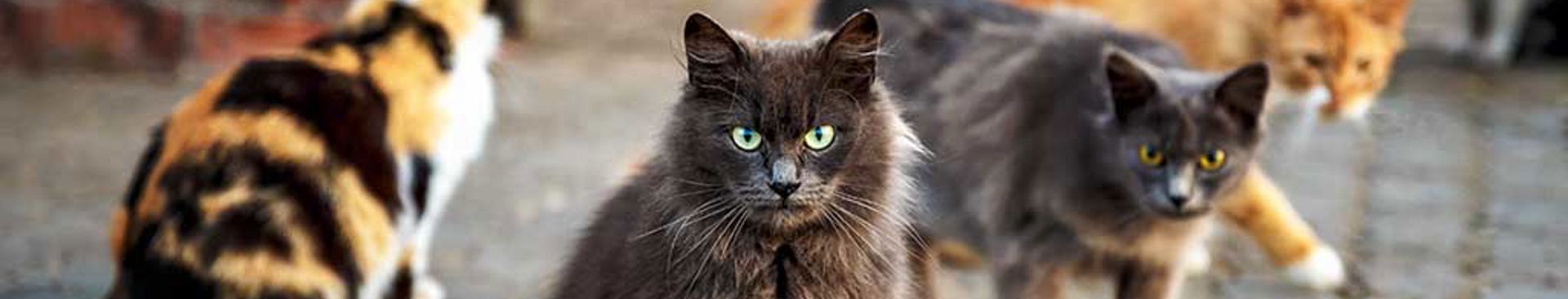 Fyra katter i olika färger utomhus på kullersten