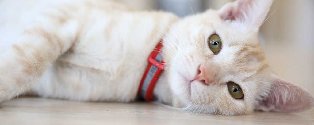 cremefärgad katt ligger på golvet