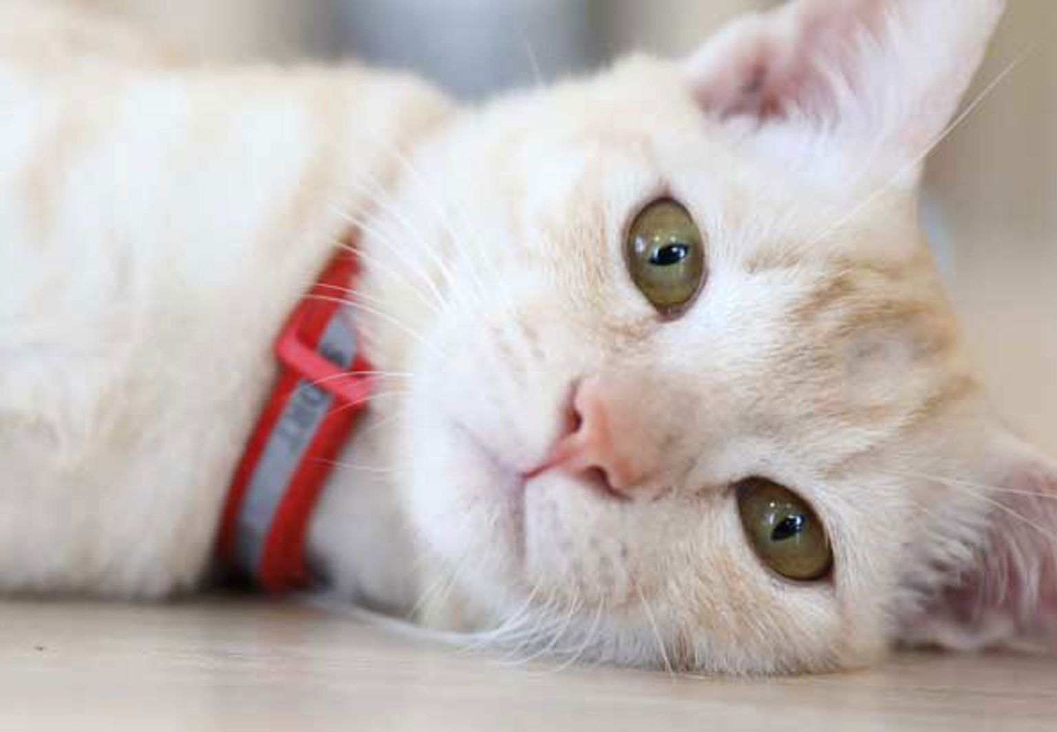 cremefärgad katt ligger på golvet