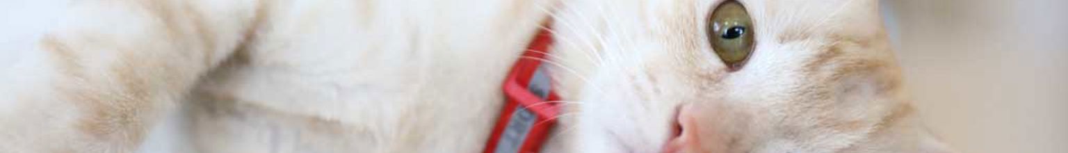 cremefärgad katt ligger på golvet