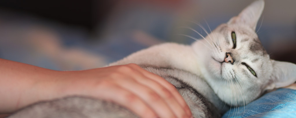 Katt vilar på en filt och blir klappad