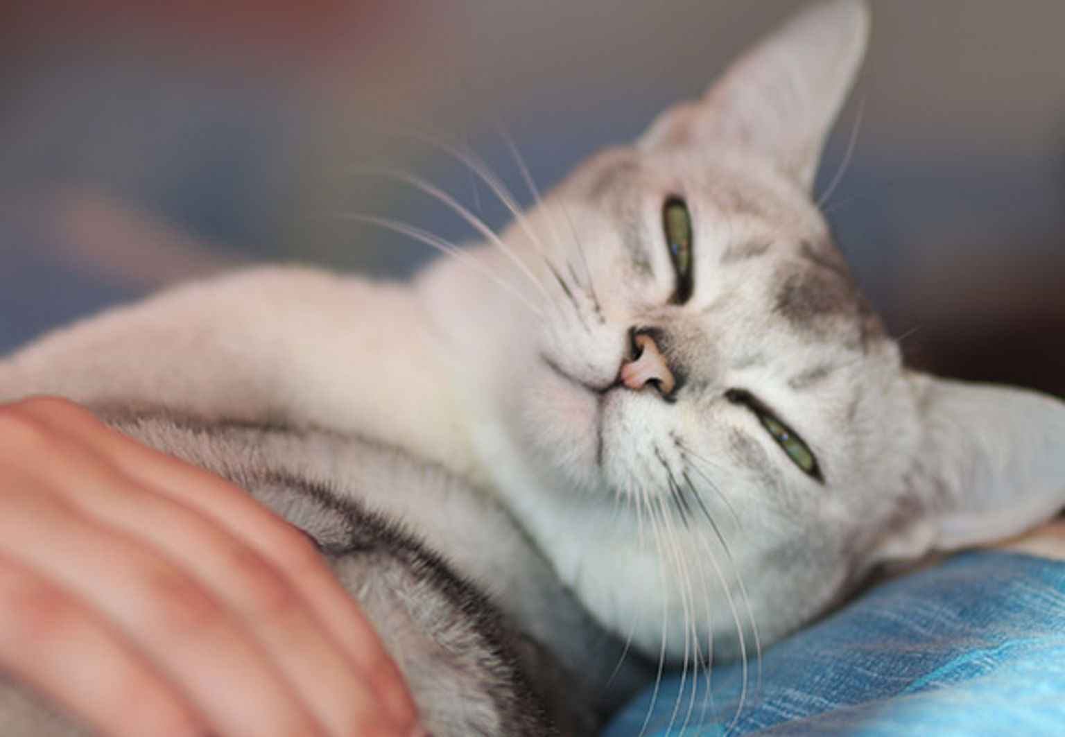 Katt vilar på en filt och blir klappad