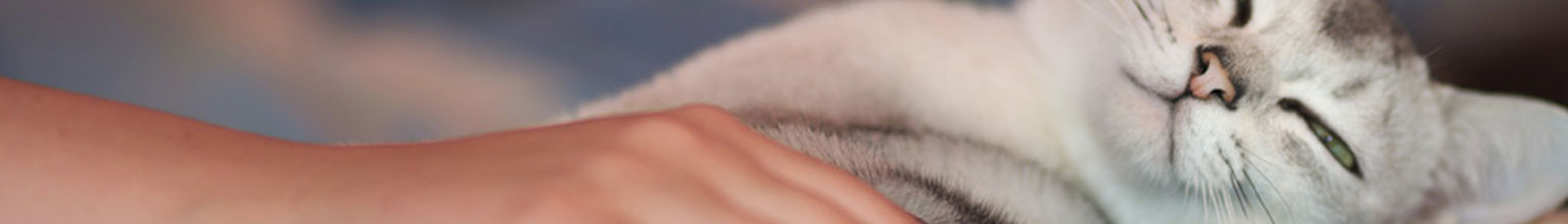 Katt vilar på en filt och blir klappad