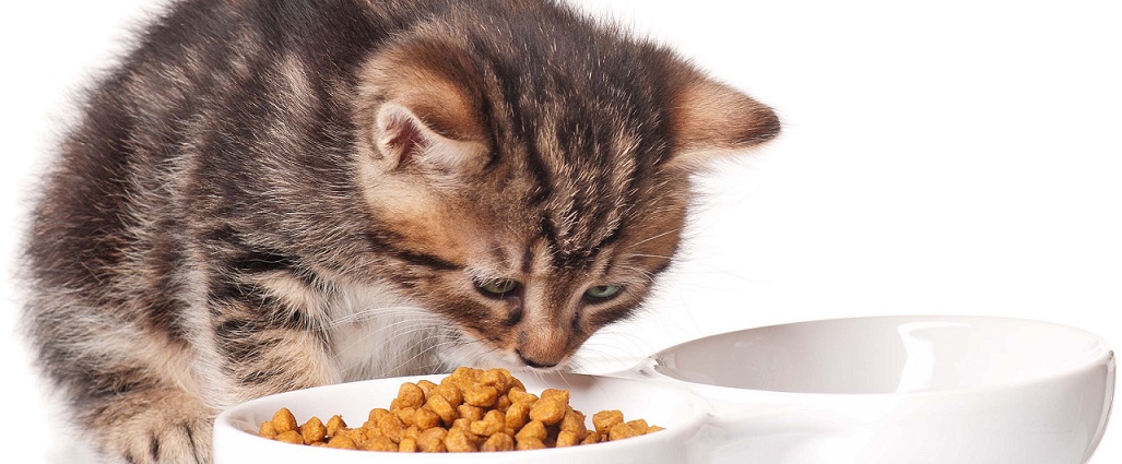 En katt nosar på kattfoder i en vit matskål