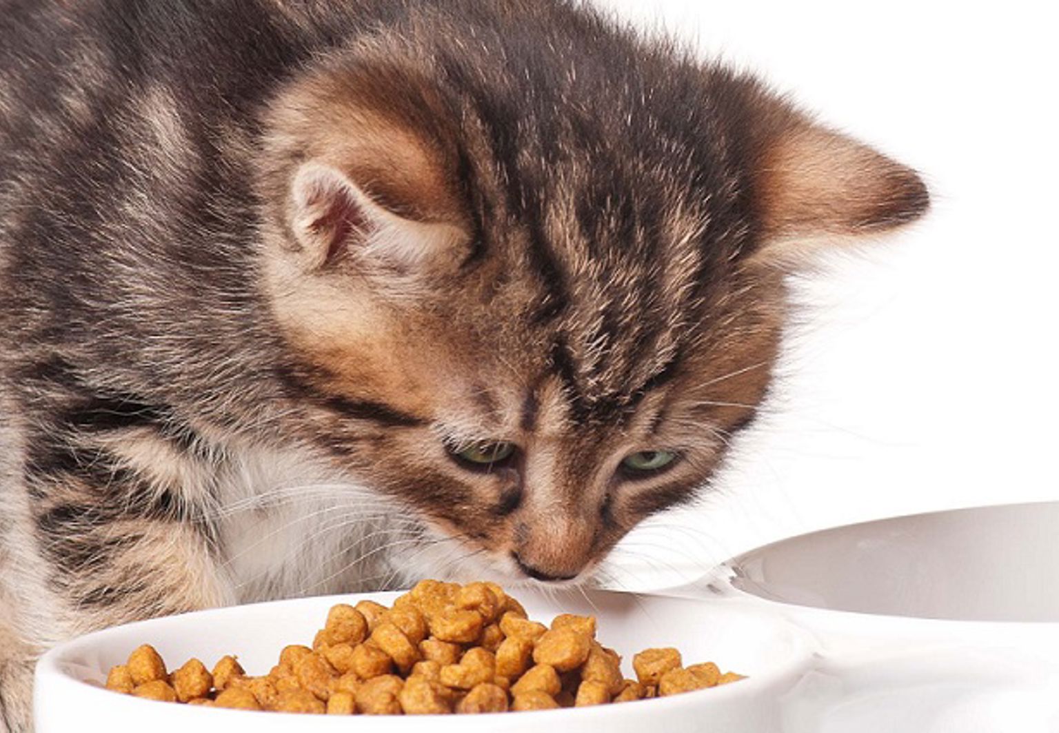 En katt nosar på kattfoder i en vit matskål