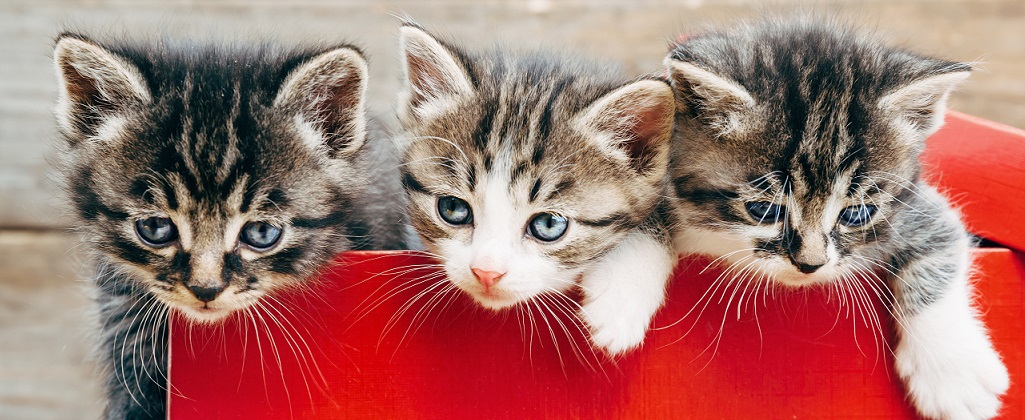 Tre kattungar klättrar ur en röd låda